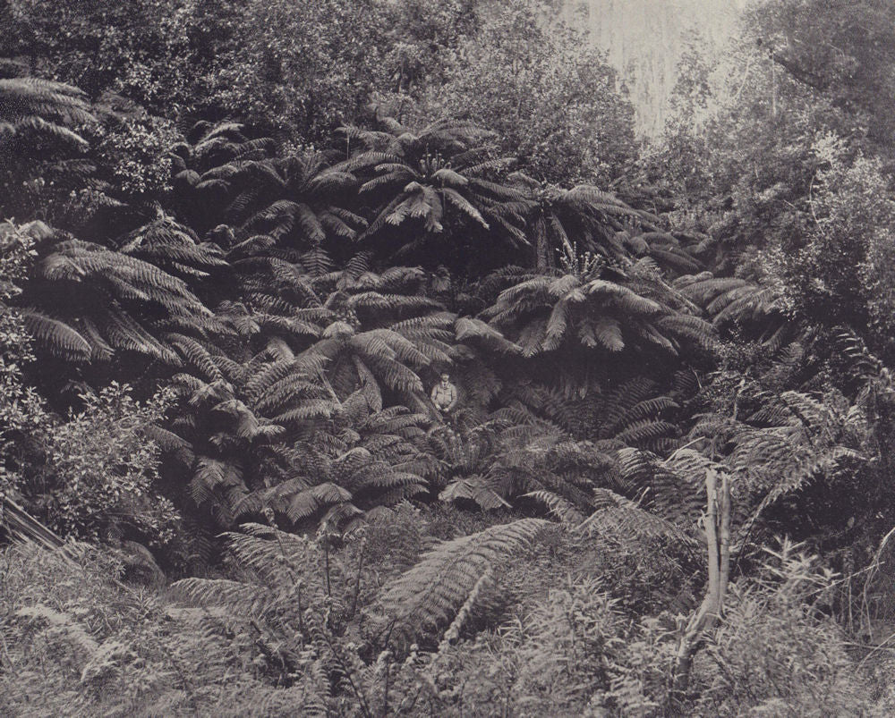 Giant Ferns. Plants. STODDARD 1895 old antique vintage print picture